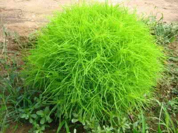 农村常见野草名称及功能,农村常见的野草及功效