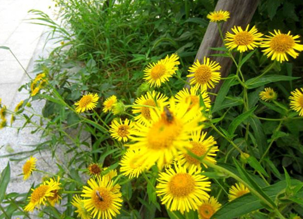 农村常见野草名称及功能,农村常见的野草及功效