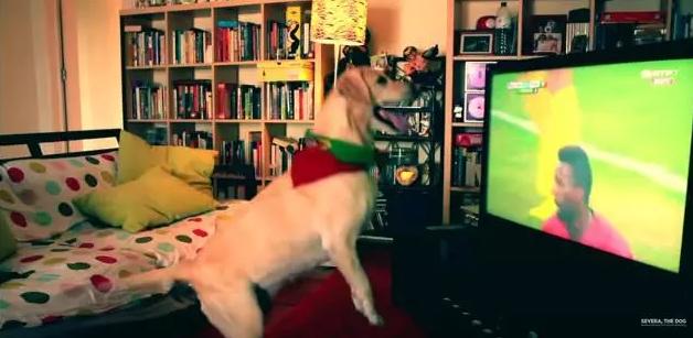 手舞足蹈萌力十足，土耳其宠物狗看球赛的夸大表现让人忍俊不禁