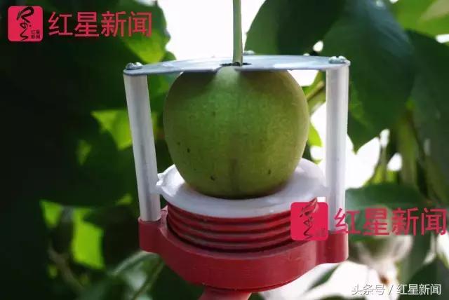 真相调查：文玩核桃再步玛卡后尘？从几万元一对到5元没人要？