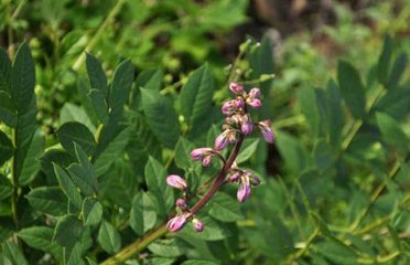 用什么方法治湿疹不再犯,治湿疹天然方法