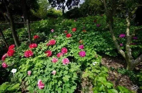 南岸区合适游玩的乡村,南岸乡村旅游