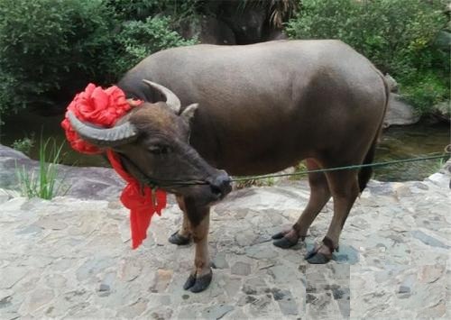 七夕节为什么要叫七夕,你知道七夕节的来历吗