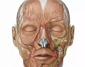 面部有一个危险三角区，这儿的“痘痘”千万不要挤压