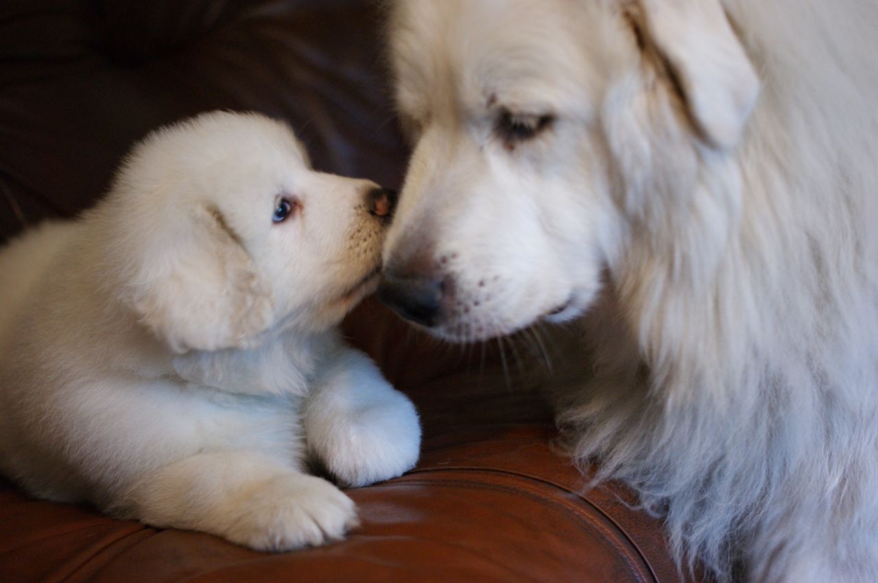 巨型大白熊犬有多大体型,最帅的大白熊犬图片