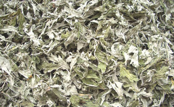 坚持用艾草泡脚一个月的变化,用艾草水泡脚一个月身体变化