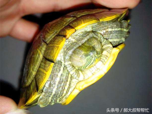 如何治乌龟的白眼病最有效,治疗小乌龟白眼病有效的方法