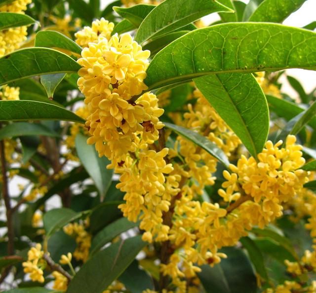 农村门前种了这六种旺财树,院子里种什么树风水好又辟邪