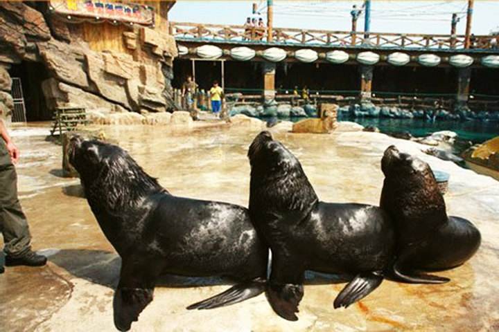 目前国内最好的海洋馆排名,全国排名前十的海洋馆