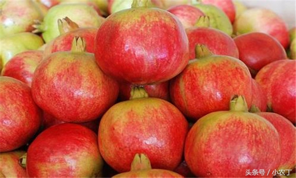 正宗突尼斯软籽石榴10斤新鲜当季,送礼必备佳品突尼斯软籽石榴