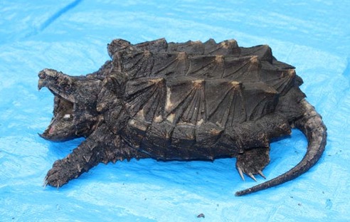 鳄龟该怎么养才养得好,鳄龟适不合适家庭养怎样养好鳄龟