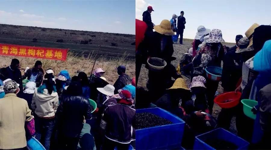 对于黑枸杞你真的了解吗,关于黑枸杞的8大误区