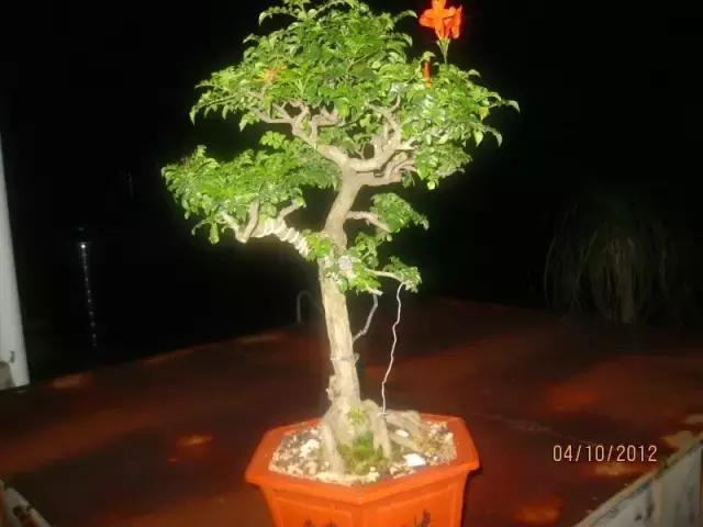 凌霄盆景如何养护,凌霄盆栽植物