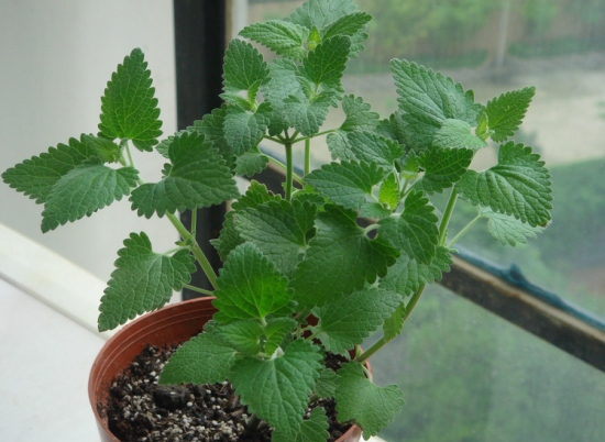 驱蚊虫蟑螂的植物有哪些,驱蟑螂能够养在家的植物