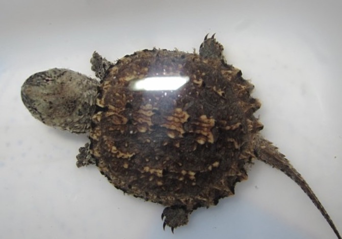 鳄龟该怎么养才养得好,鳄龟适不合适家庭养怎样养好鳄龟