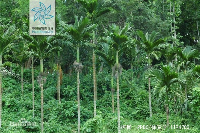 槟榔加烟有啥危害,槟榔加烟有什么危害