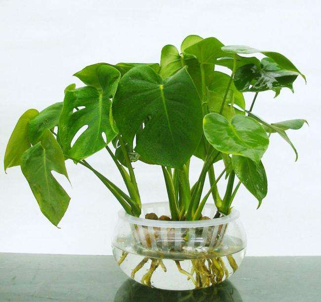 驱蚊虫蟑螂的植物有哪些,驱蟑螂能够养在家的植物