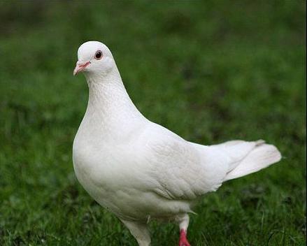 肉蛋兼用型家禽,夏季养殖家禽有哪些品种