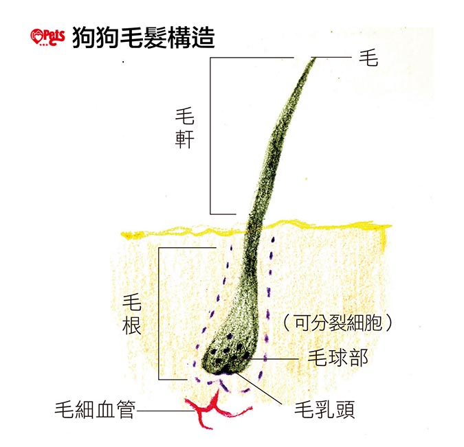 怎么让金毛毛发茂盛,怎么让金毛毛发旺盛