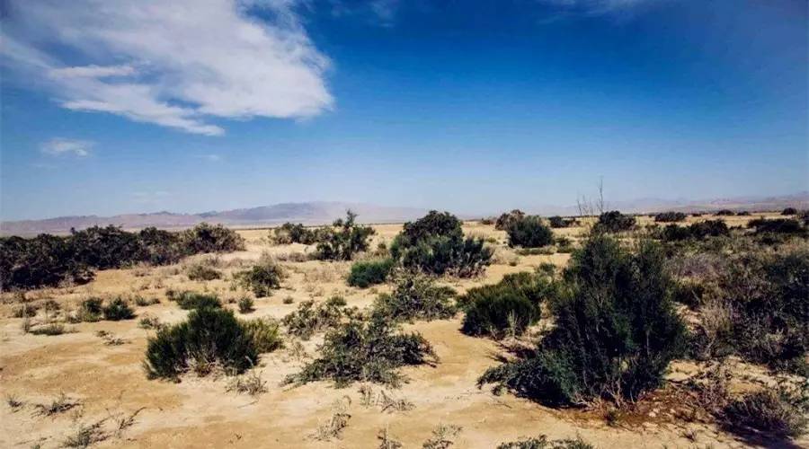 对于黑枸杞你真的了解吗,关于黑枸杞的8大误区