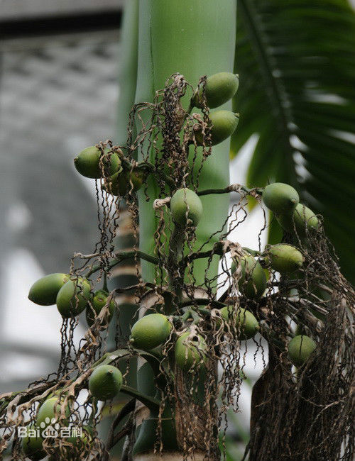 槟榔加烟有啥危害,槟榔加烟有什么危害