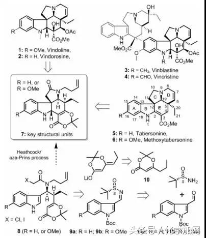 云南大学：复杂天然产物(-)-Vindorosine的全合成