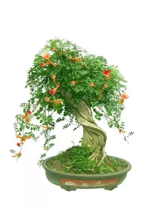 凌霄盆景如何养护,凌霄盆栽植物