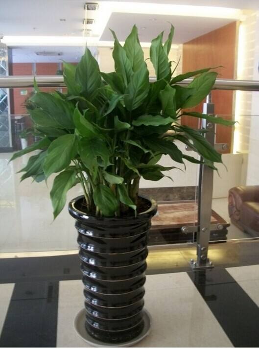 驱蚊虫蟑螂的植物有哪些,驱蟑螂能够养在家的植物