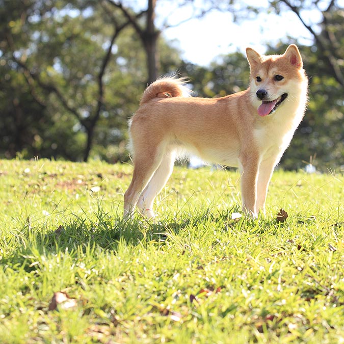 怎么让金毛毛发茂盛,怎么让金毛毛发旺盛