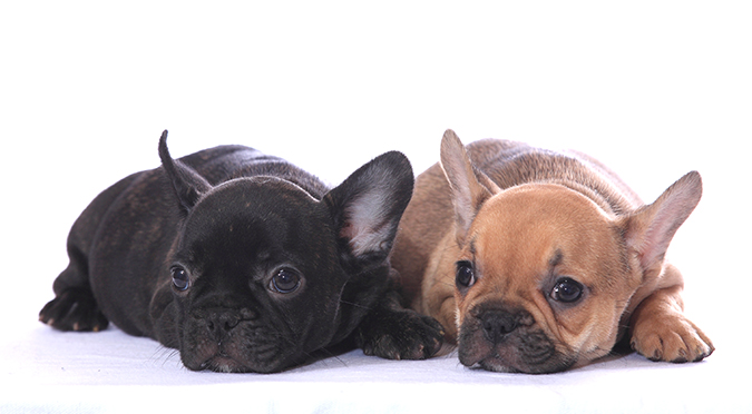 怎么让金毛毛发茂盛,怎么让金毛毛发旺盛