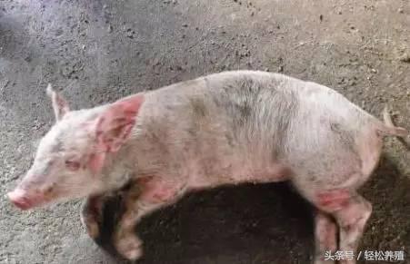 每种细菌性疾病都有一款特效药专克它，这篇文章讲全了