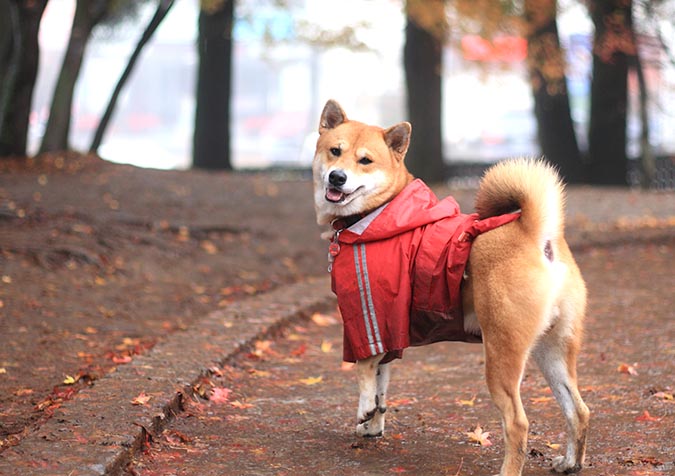 怎么让金毛毛发茂盛,怎么让金毛毛发旺盛