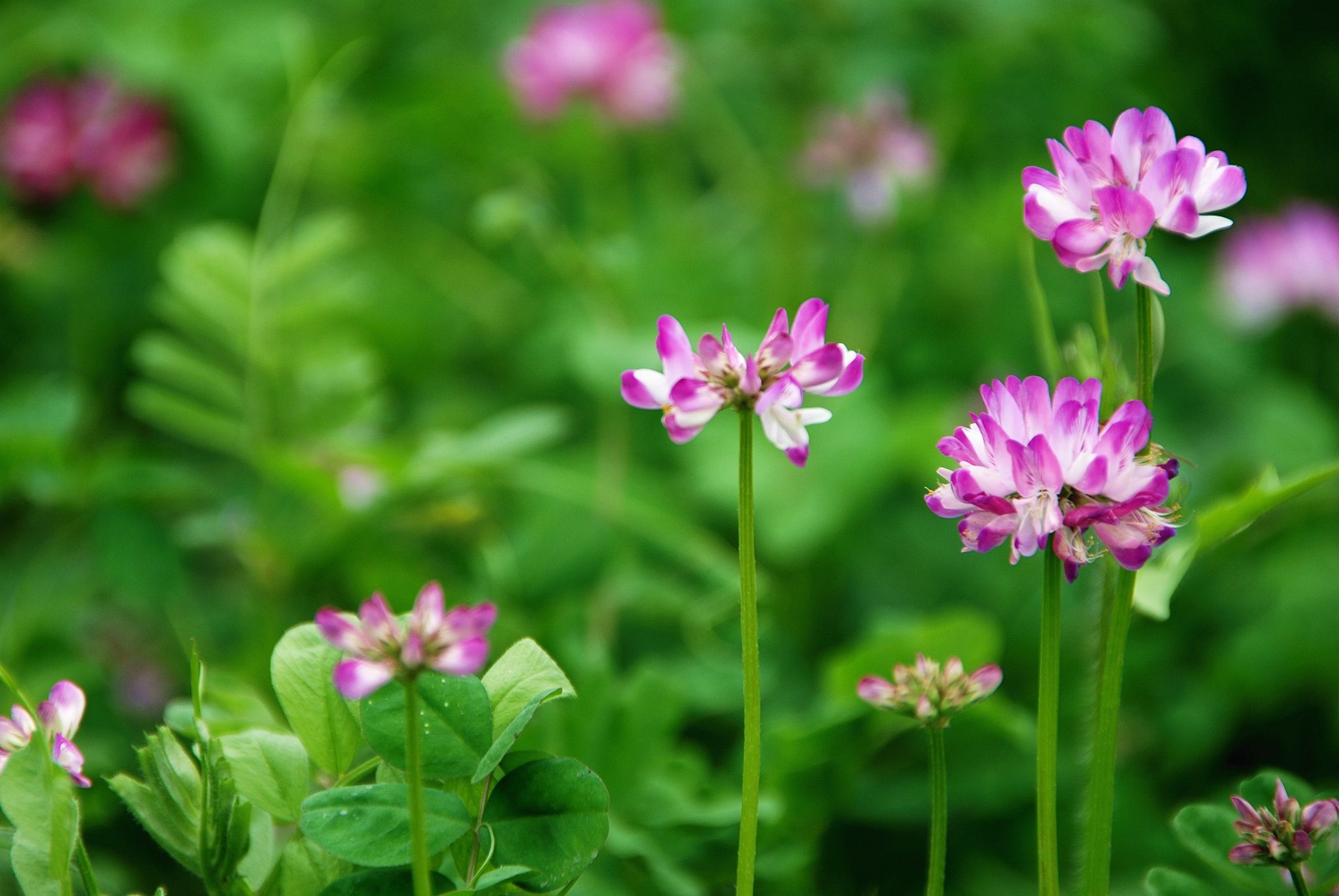 送你一朵小红花彩蛋,送你一朵小红花杨坤版