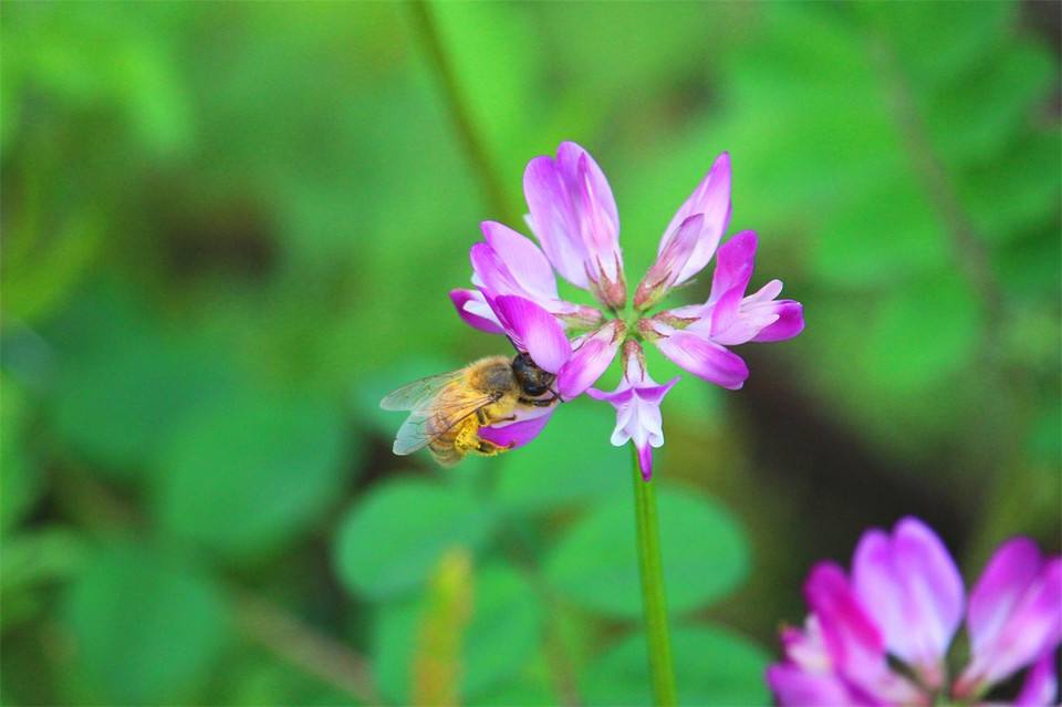 送你一朵小红花彩蛋,送你一朵小红花杨坤版