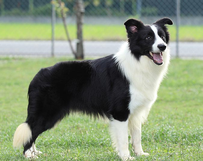 怎么让金毛毛发茂盛,怎么让金毛毛发旺盛