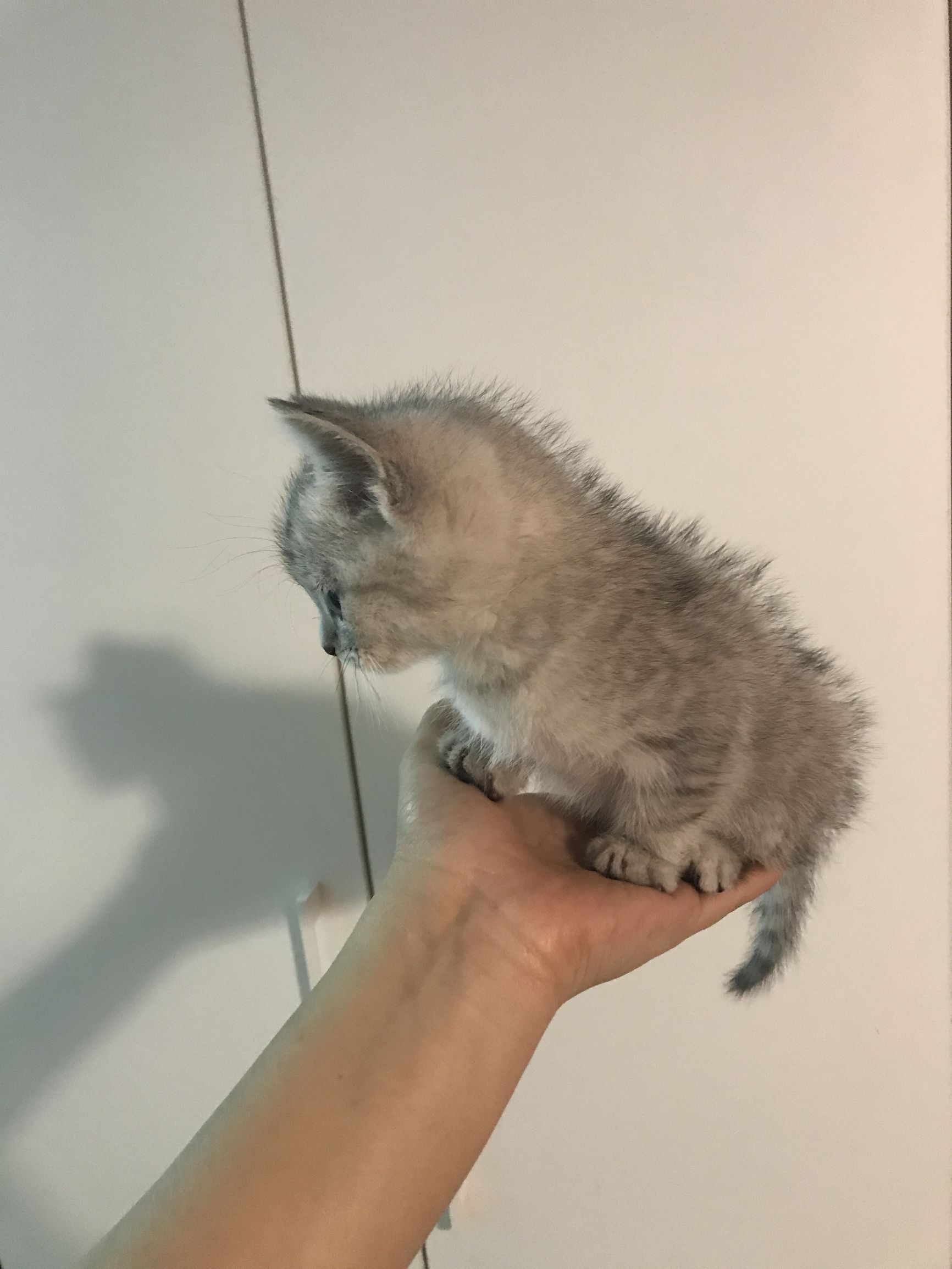 铲屎官你们都怎么养喵？你以为最好养几只喵？