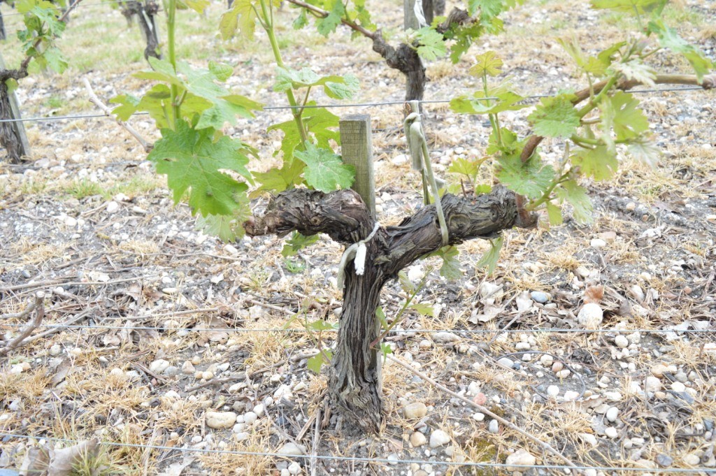 葡萄酒的英文标识,葡萄酒酒标英文半甜