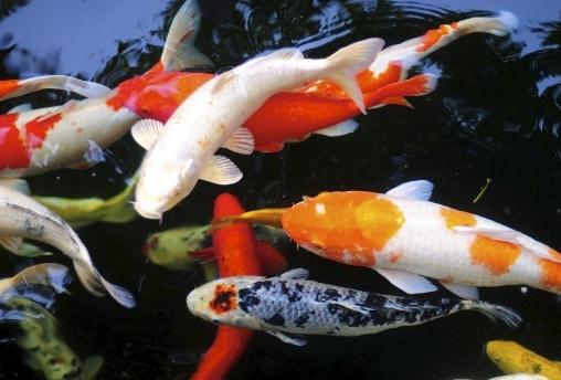 锦鲤鱼怎么养不爱死,黄色锦鲤鱼跟黑色的锦鲤好不好养