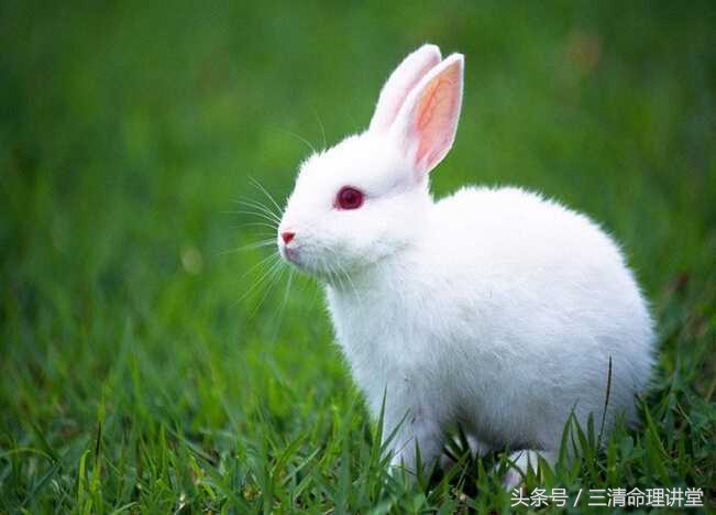 龙兔亲密多少合适,龙兔相逢泪交流是什么意思