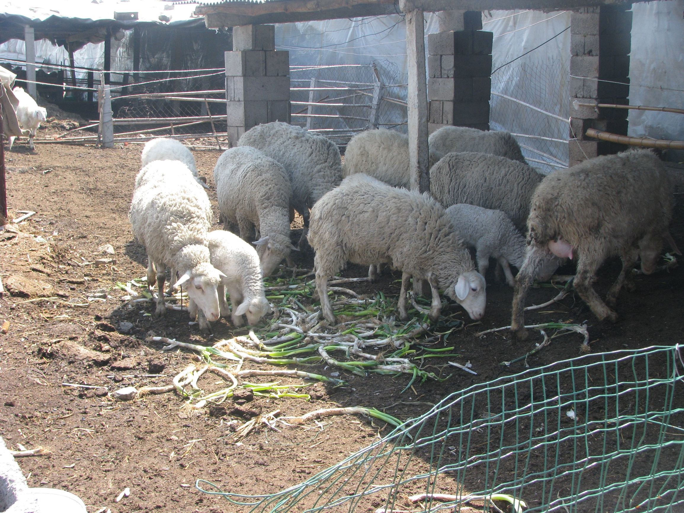 山东大葱毒死羊的事是真的假的,山东大葱毒死羊的事件是真的吗