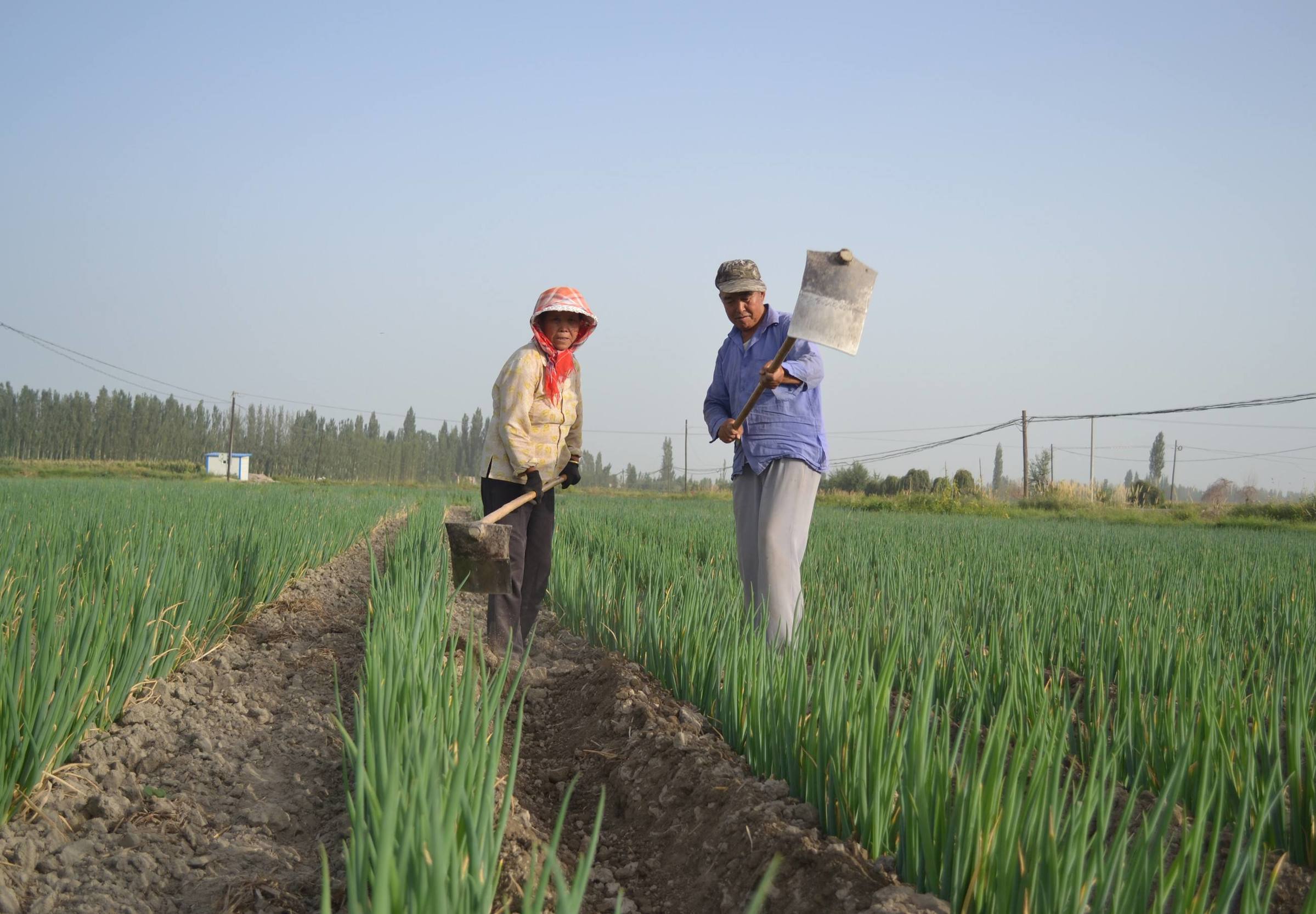 山东大葱毒死羊的事是真的假的,山东大葱毒死羊的事件是真的吗