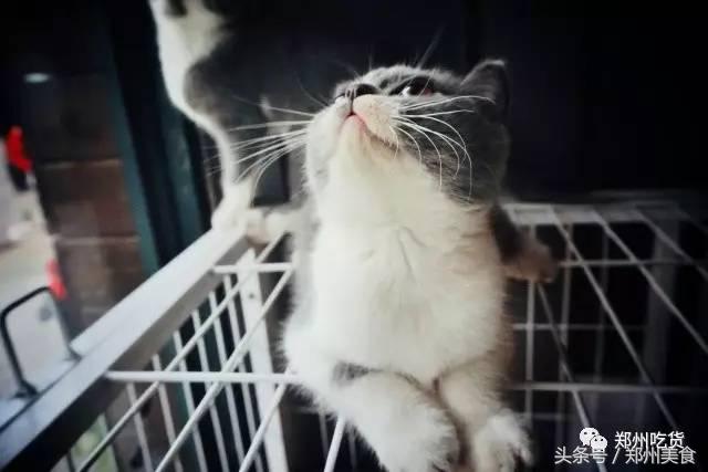 郑州东区萌猫主题披萨小店，铲屎官快来这吸猫了！