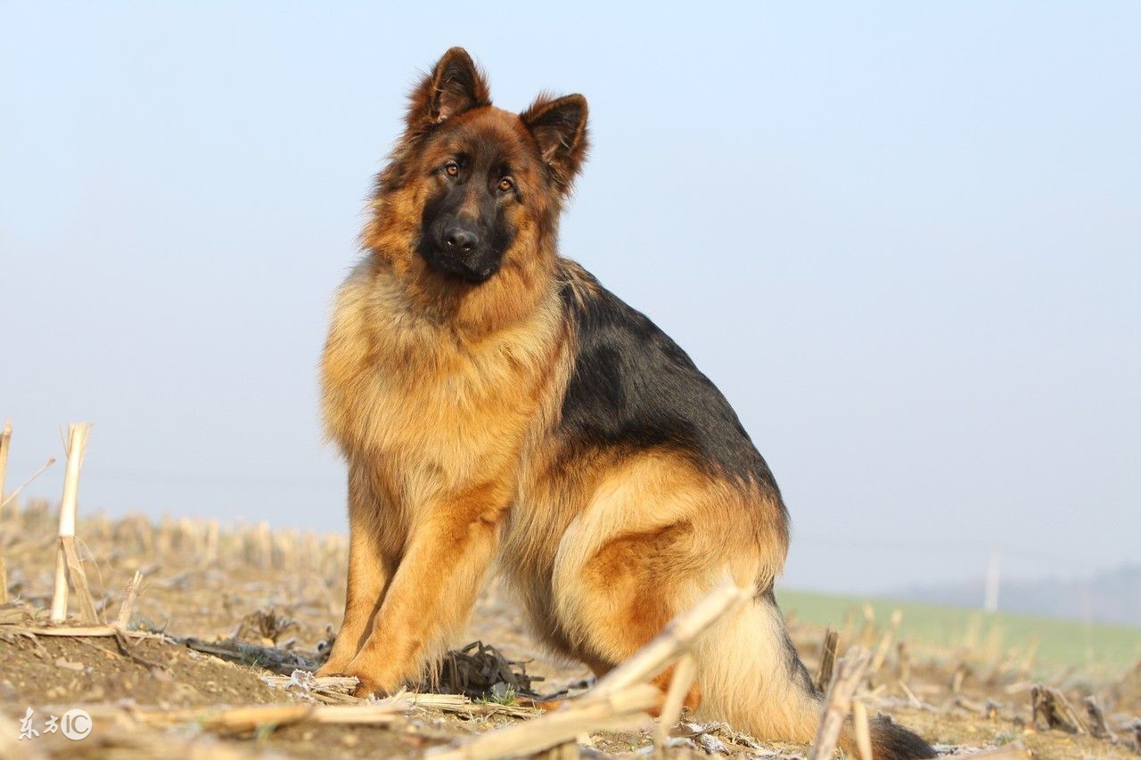 关于德牧的4个冷知识,关于德牧的那些事