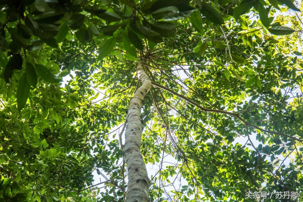 亚马逊热带雨林真实食人花,亚马逊雨林食人花