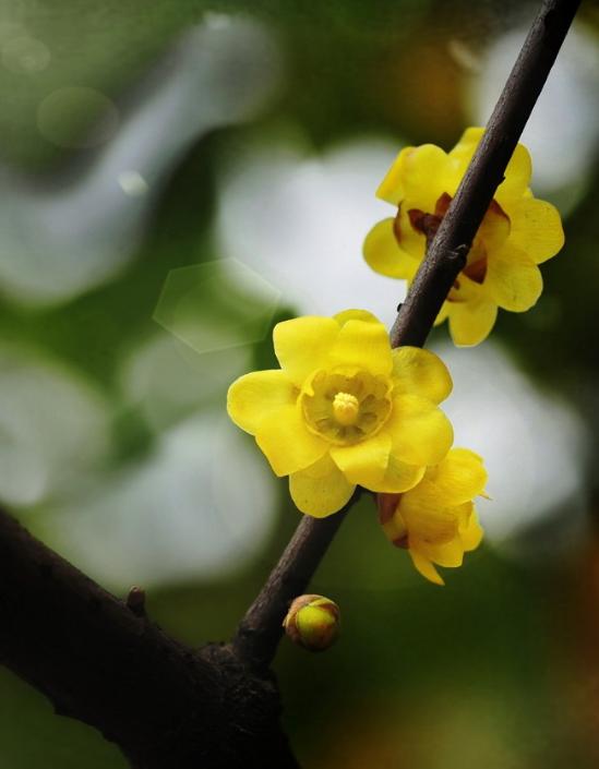 腊梅花吃了有什么好处,腊梅花怎样食用对人有好处