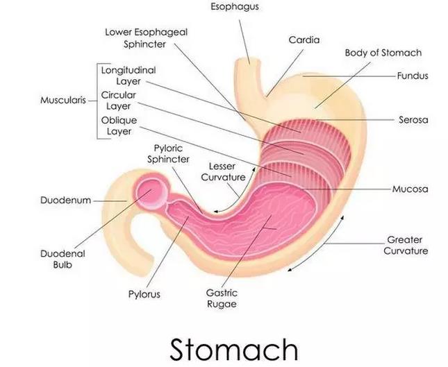 全国有最多的胃癌患者,全国胃癌最好的行家是谁