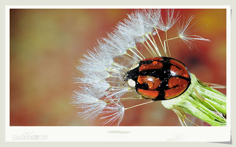 哪些瓢虫是益虫哪些瓢虫是害虫,瓢虫是害虫还是益虫怎么区分