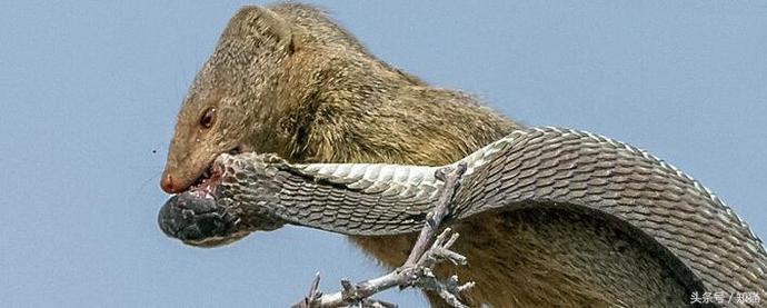 一生都在干架路上的非洲“平头哥”,在这里也只能排第三！