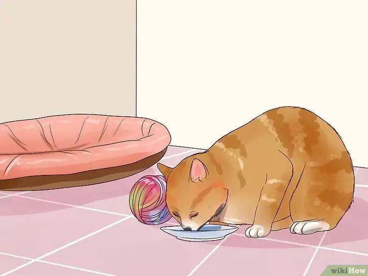 领养的新猫到家后的正确流程,怎么把新猫带回家