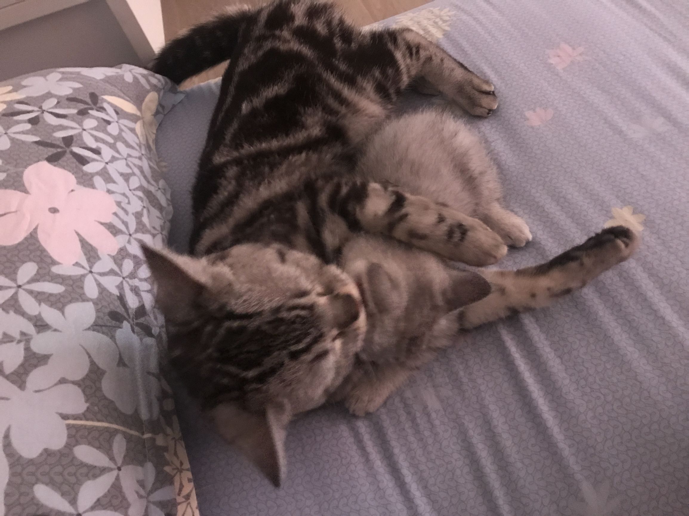 铲屎官你们都怎么养喵？你以为最好养几只喵？